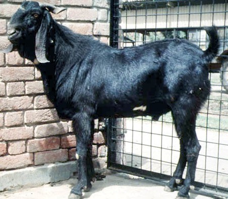 Beetal Goat Breed