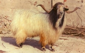 Chegu Goat Breed