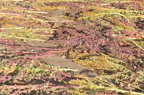 Harvested Quinoa Crop