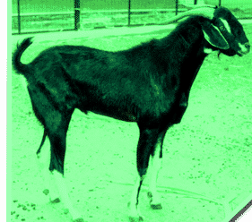 Kanni Adu Goat Breed