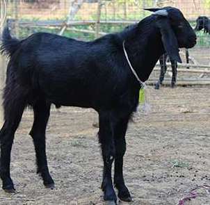 Osmanabadi Goat Breed