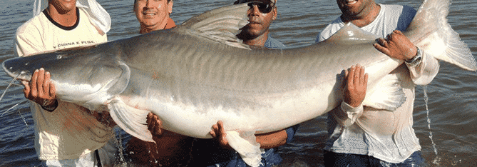 Big catfish caught in Brazil