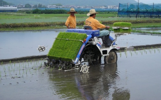 Rijstplantage met behulp van Machine