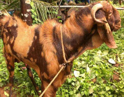 Sirohi Goat Breed (Pure)