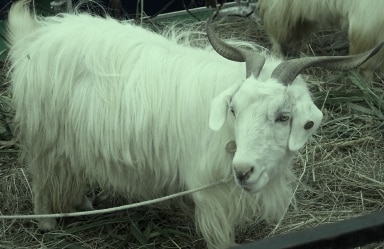 Changthangi Goat Breed