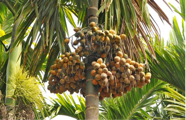 Arecanut Tree (Nut Bearing Stage)