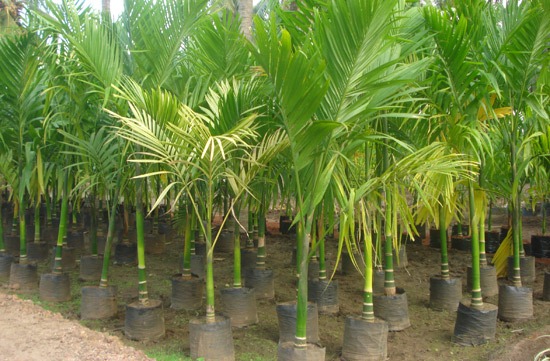 Arecanut Seedlings