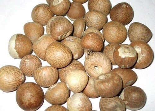 Arecanut Seeds