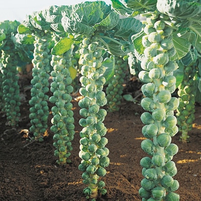 Brussels Sprout Cultivation