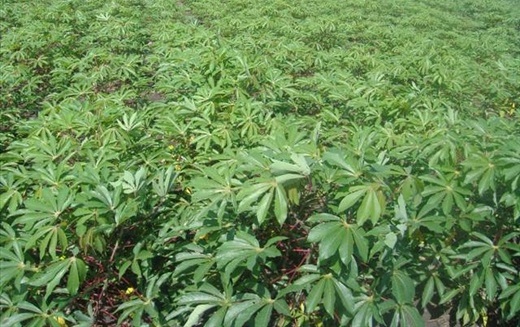 Cassava Cultivation