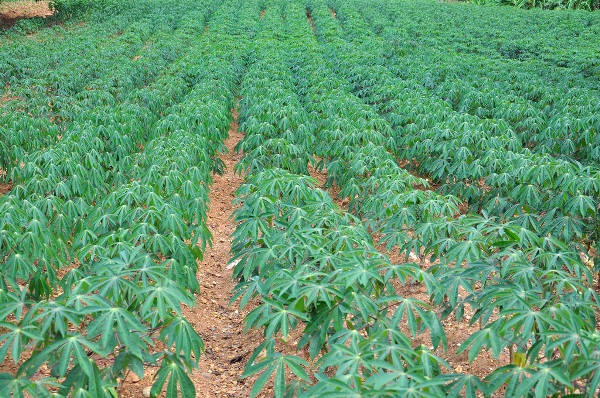 Cassava Cultivation Information Guide Agri Farming