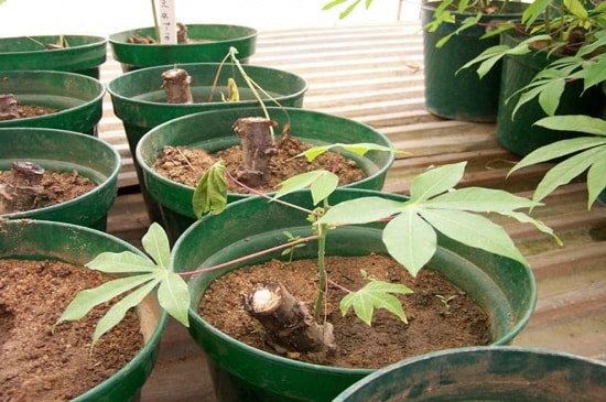 Cassava Seedlings