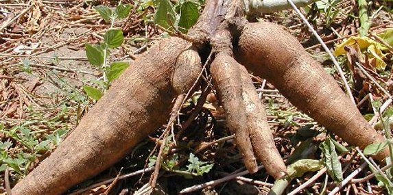 Cassava Tuber
