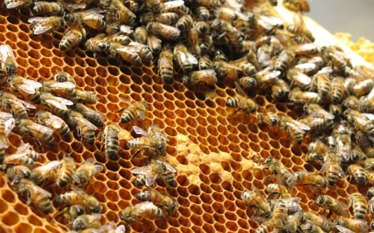 Honey Bee Farming Information Guide | Agri Farming