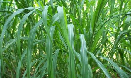 Green Fodder - Hybrid Napier Grass
