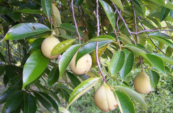 Nutmeg Cultivation