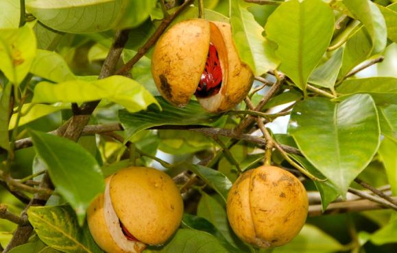 Ready to Harvest Nutmeg Fruits