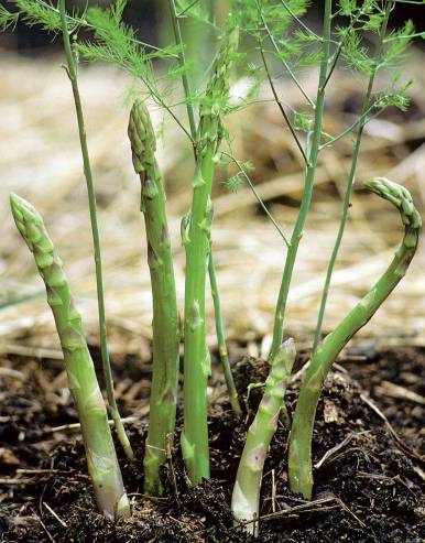 Asparagus Cultivation