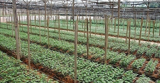 Chrysanthemum Seedlings in Nuresery beds