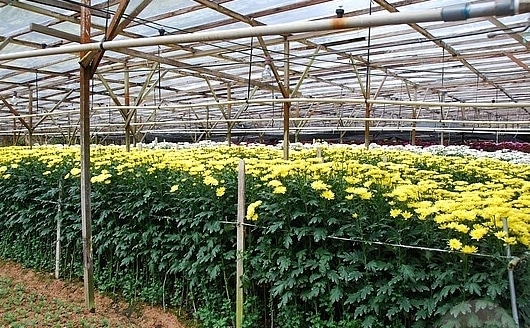 Gorwing Chrysanthemum Flowers in Greenhouse