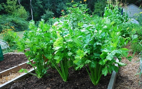 Growing Celery in Container