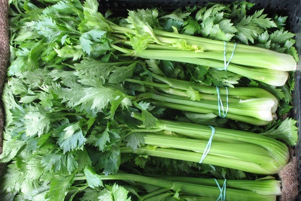 Harvested Celery Stalk