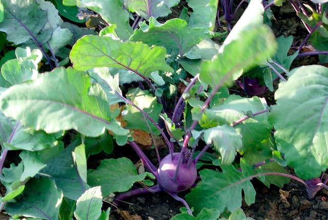 Kholrabi Farming (Brown)