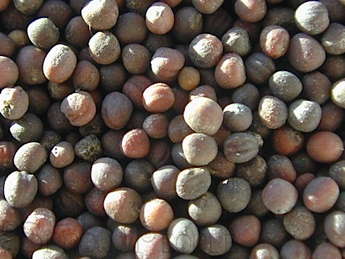 Kholrabi seeds