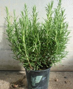 Growing Rosemary in Pot