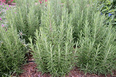 Rosemary Cultivation