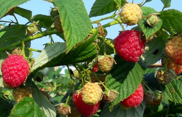 Raspberry, Description, Fruit, Cultivation, Types, & Facts