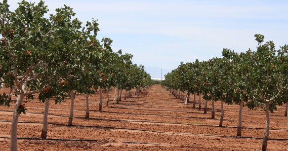 Pistachio Cultivation with Drip Irrigation