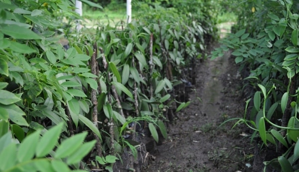 vanilla cultivation farming seedlings guide information agrifarming