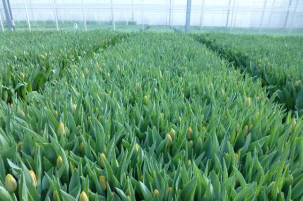 Growing Tulips in Greenhouse.