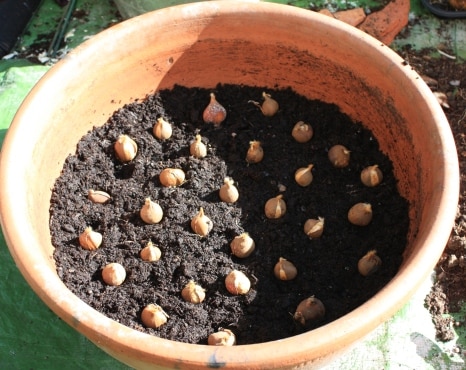 Planting Tulip Bulbs in Pot