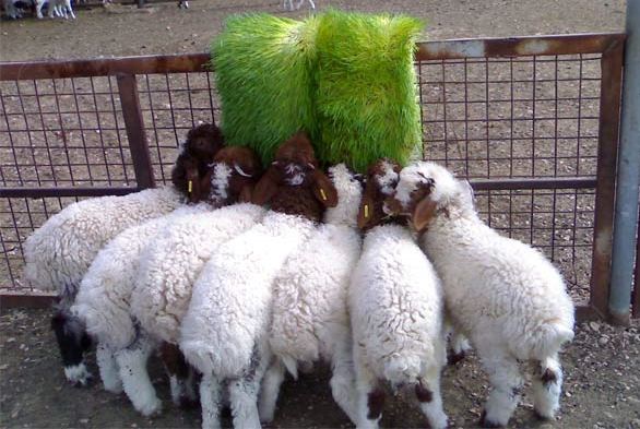 Hydroponically Grown Fodder Feeding for Sheep