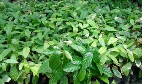 Cocoa Seedlings.