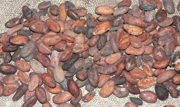 Cocoa Seeds.
