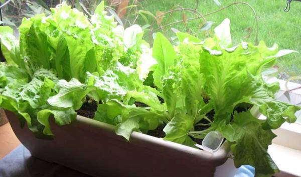Growing Lettuce Indoors.