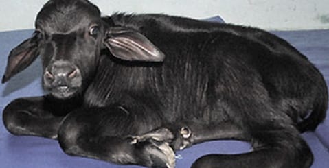 Murrah Buffalo Calf.