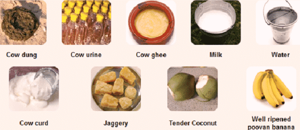 Ingredients Of Panchagavya.