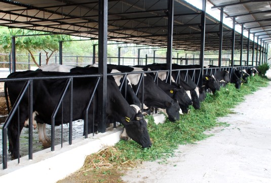 Dairy Farming Business Plan.