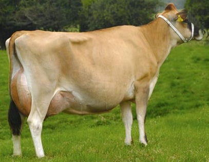 Jersey Cow.