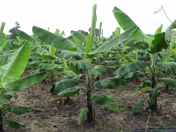 Banana Tissue Culture Plants in the field.