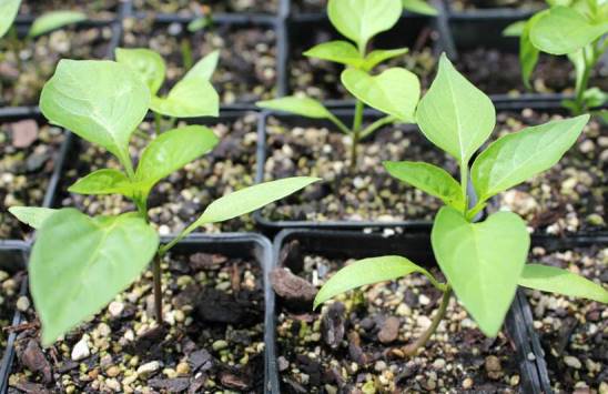 Capsicum Seedlings raising in seed tray before transplanting to Container -Pot