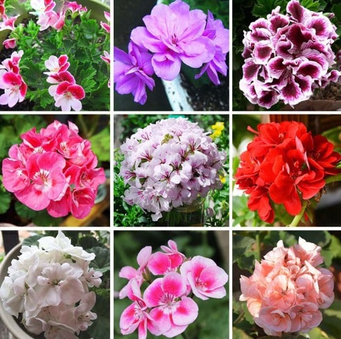 Different Types of Geranium Flowers.