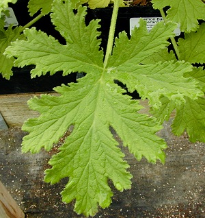 Geranium Leaf.