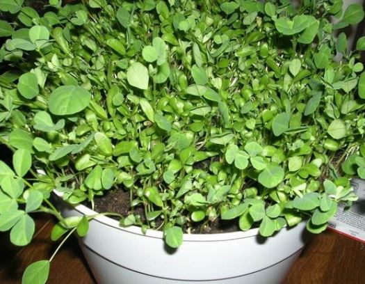 Growing Methi (Fenugreek) in Pot.