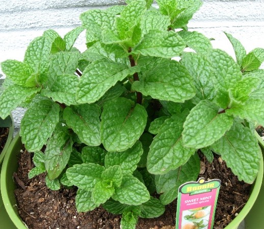 Growing Mint (Pudina) in Pots.