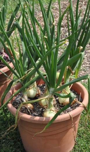 Growing Onions in Pot.